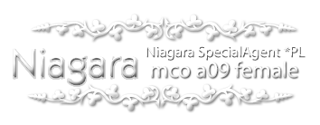 NIAGARA SpecialAgent*PL