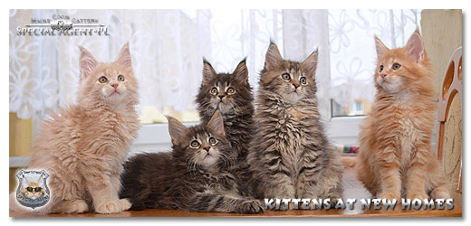 Gallery Maine Coon