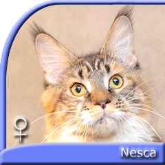 NESCA Special Agent*PL