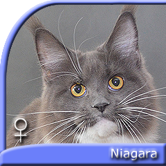 NIAGARA Special Agent*PL