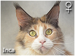 Ipla Special Agent *PL