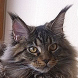 Maine Coon