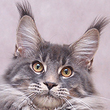 Maine Coon