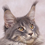 Maine Coon