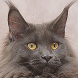 Maine Coon